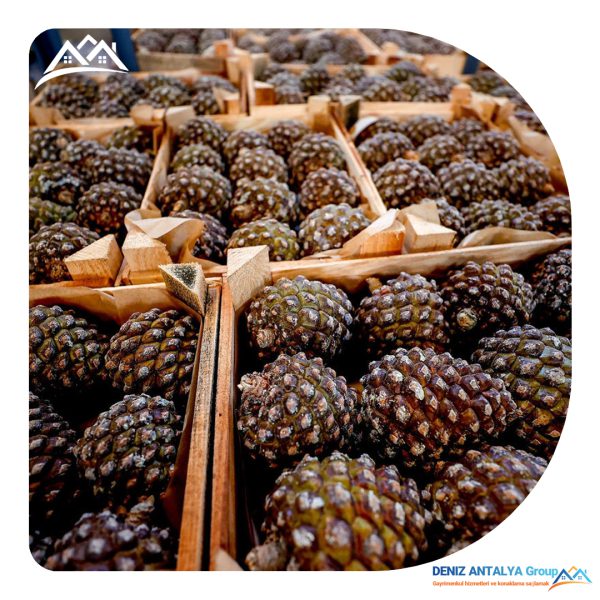 صادرات تاج گل کریسمس از آنتالیا 24 b9