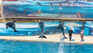 دلفین، سرگرمی کودکان در آنتالیا